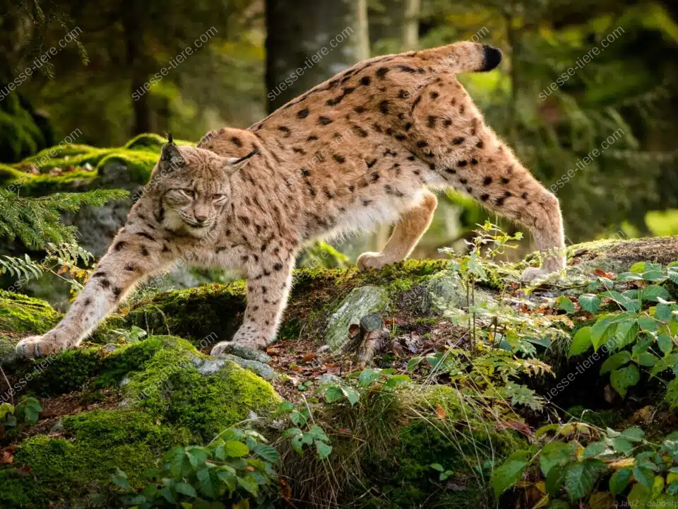 Ein Eurasischer Luchs mit Pinselohren und geflecktem Fell steht aufmerksam auf einem Baumstamm im Wald.