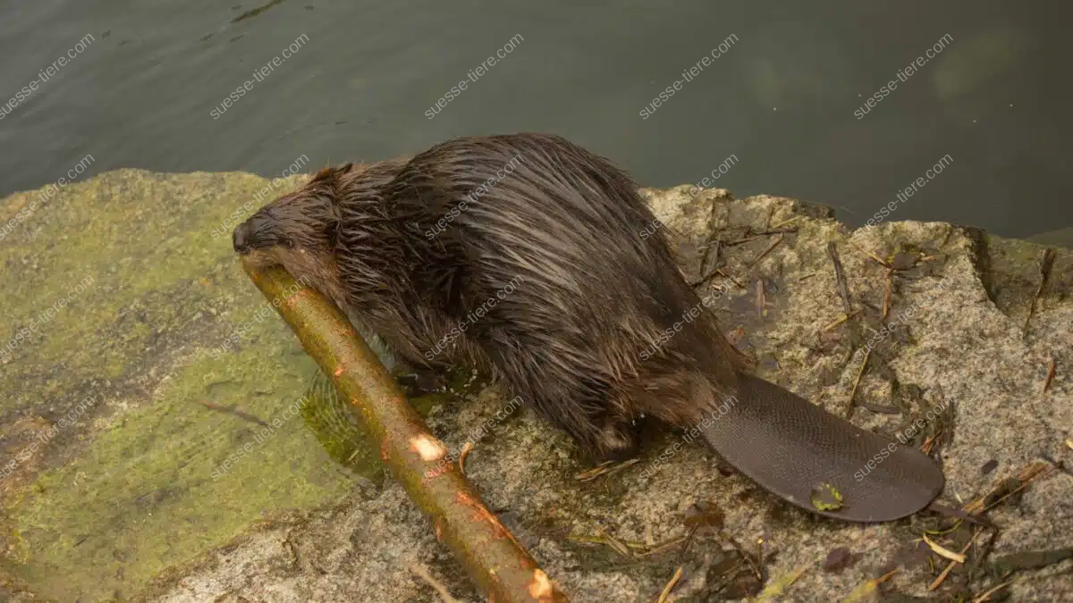 Ein Europäischer Biber sitzt auf einem Felsen am Flussufer und nagt an einem Ast, während sein nasses Fell im Licht schimmert.