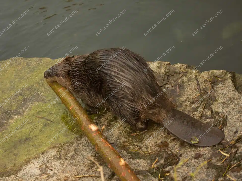 Ein Europäischer Biber sitzt auf einem Felsen am Flussufer und nagt an einem Ast, während sein nasses Fell im Licht schimmert.