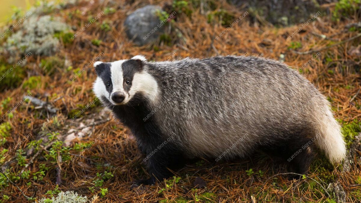 Ein Europäischer Dachs steht im Wald und zeigt sein markantes schwarz-weißes Gesichtsmuster.
