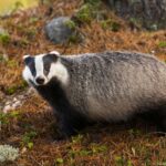 Ein Europäischer Dachs steht im Wald und zeigt sein markantes schwarz-weißes Gesichtsmuster.