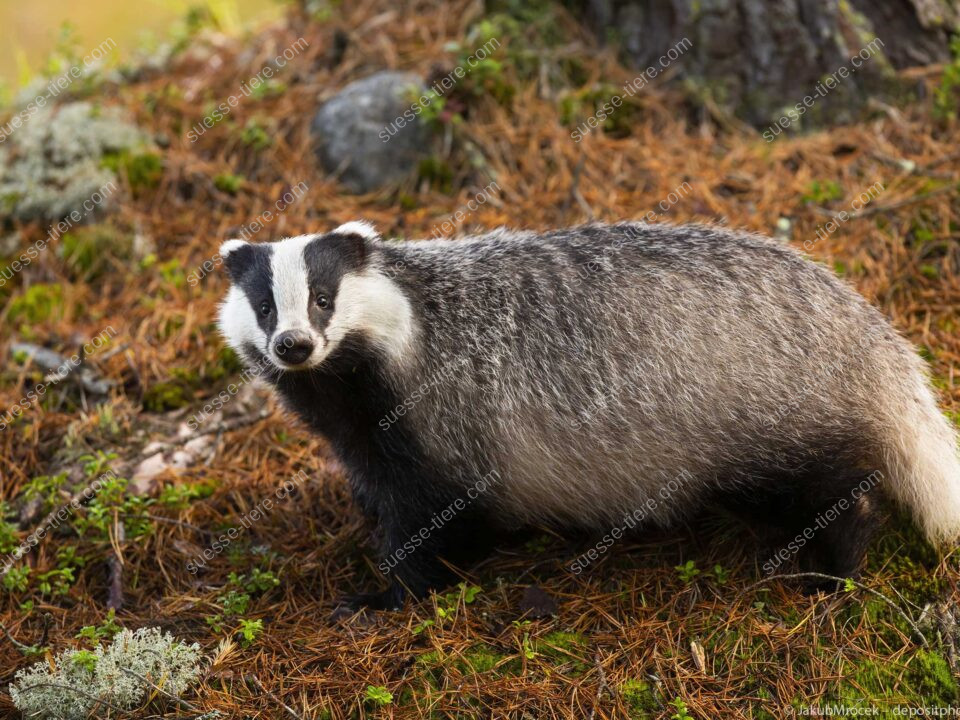 Ein Europäischer Dachs steht im Wald und zeigt sein markantes schwarz-weißes Gesichtsmuster.