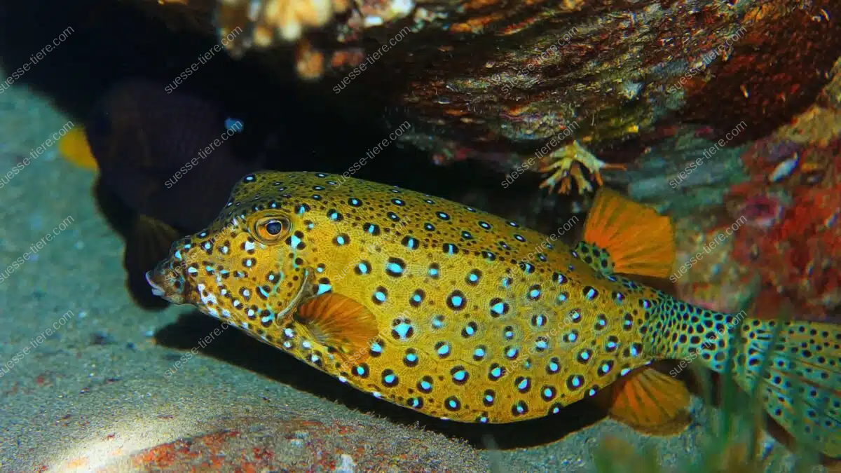 Ein Gelbbrauner Kofferfisch schwimmt zwischen bunten Korallen im klaren Meer und glitzert im Sonnenlicht.