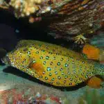 Ein Gelbbrauner Kofferfisch schwimmt zwischen bunten Korallen im klaren Meer und glitzert im Sonnenlicht.