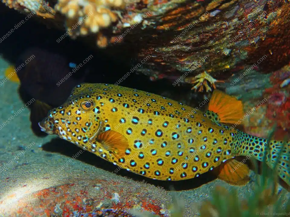Ein Gelbbrauner Kofferfisch schwimmt zwischen bunten Korallen im klaren Meer und glitzert im Sonnenlicht.
