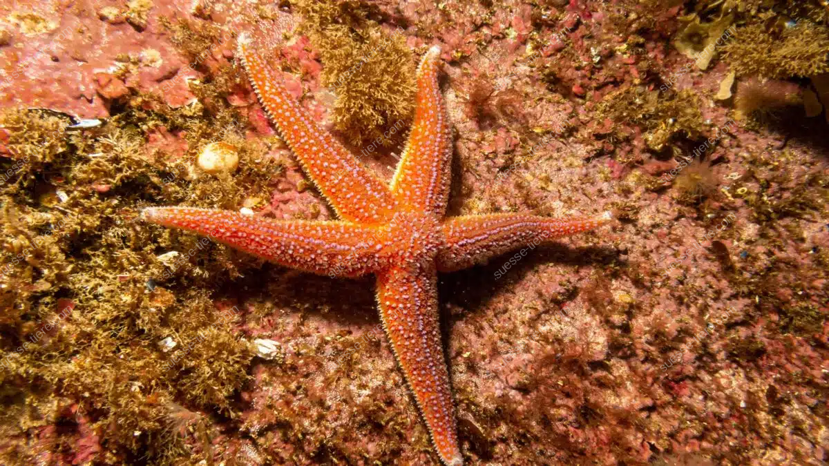 Ein leuchtend orangefarbener Gemeiner Seestern liegt auf einem felsigen Meeresboden und zeigt seine typische Form.