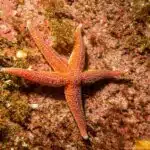 Ein leuchtend orangefarbener Gemeiner Seestern liegt auf einem felsigen Meeresboden und zeigt seine typische Form.