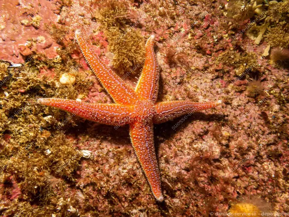 Ein leuchtend orangefarbener Gemeiner Seestern liegt auf einem felsigen Meeresboden und zeigt seine typische Form.