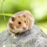 Ein Goldhamster sitzt auf einem Stein und blickt wachsam in die Umgebung.
