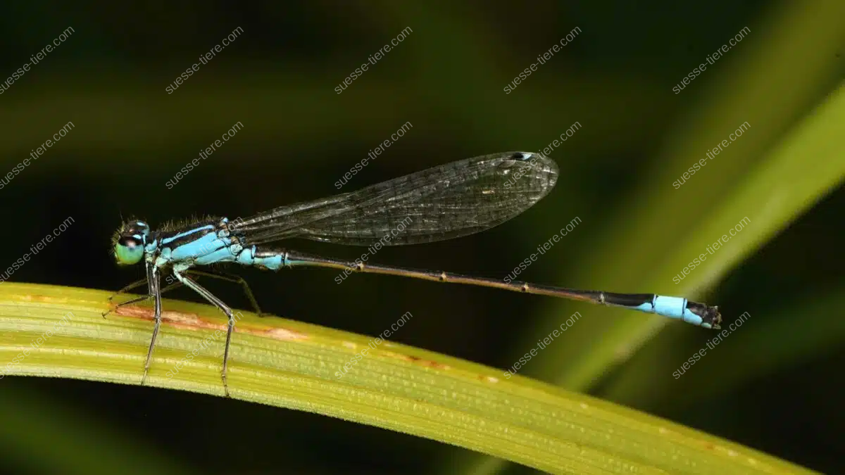Eine Große Pechlibelle sitzt auf einem Grashalm und zeigt ihre zarten, transparenten Flügel.