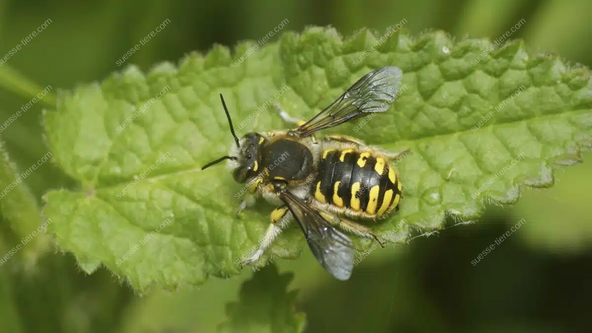 Eine Große Wollbiene sitzt auf einem Blatt und zeigt ihr gelb-schwarzes Streifenmuster.