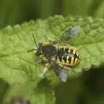 Eine Große Wollbiene sitzt auf einem Blatt und zeigt ihr gelb-schwarzes Streifenmuster.