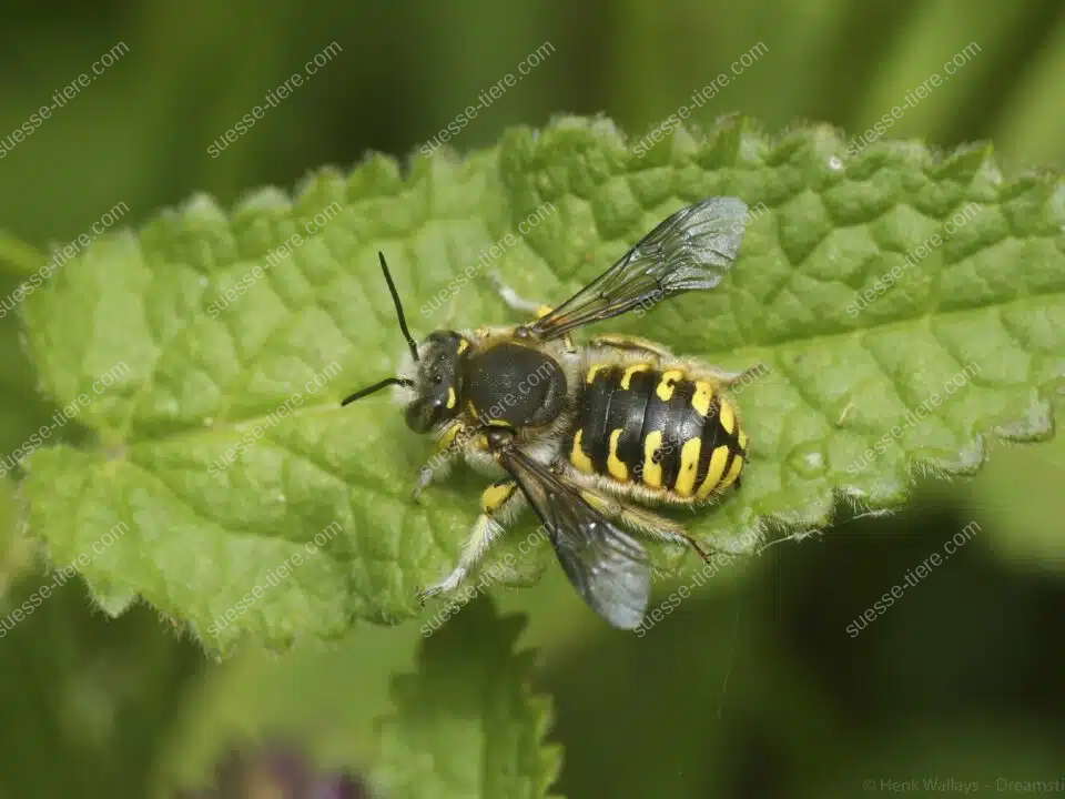 Eine Große Wollbiene sitzt auf einem Blatt und zeigt ihr gelb-schwarzes Streifenmuster.