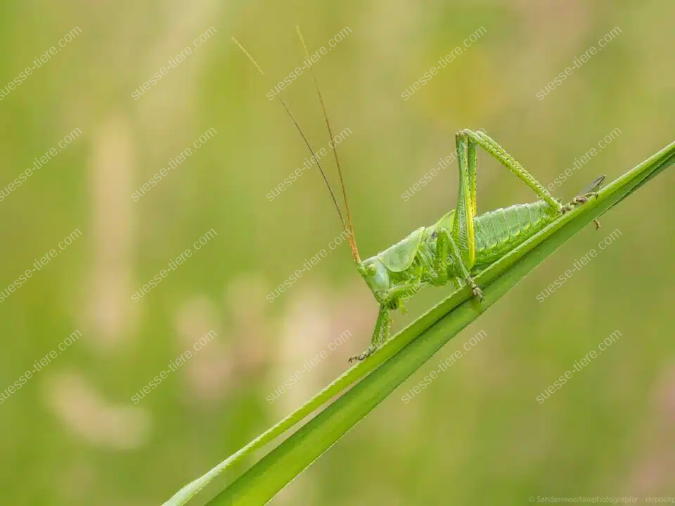 Ein Grünes Heupferd sitzt auf einem Grashalm, leuchtet im Sonnenlicht und fügt sich perfekt in das grüne Umfeld ein.