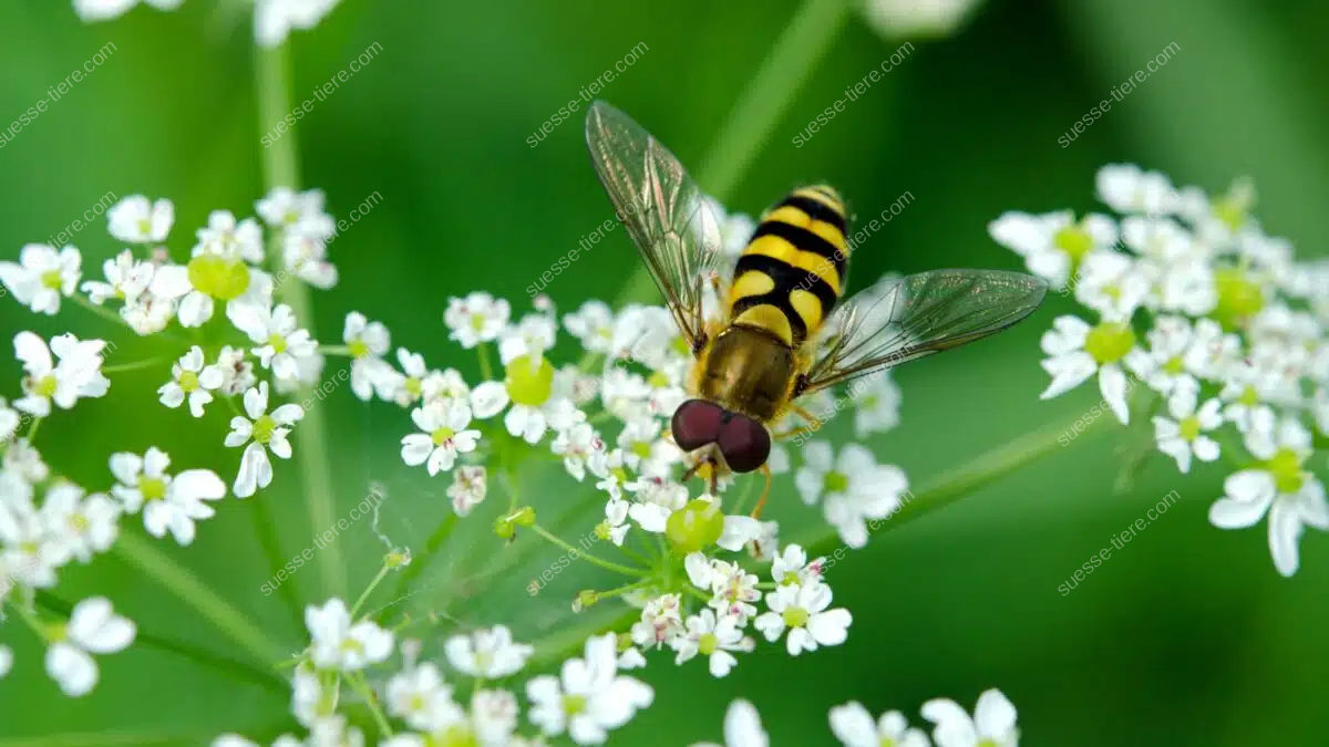 Eine Hainschwebfliege sitzt auf einer weißen Blüte und saugt Nektar.