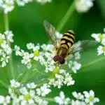 Eine Hainschwebfliege sitzt auf einer weißen Blüte und saugt Nektar.