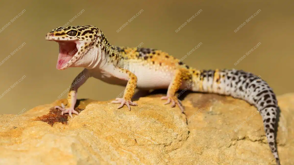 Ein Leopardgecko steht auf einem Felsen und zeigt sein farbenfrohes Fleckenmuster.