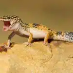 Ein Leopardgecko steht auf einem Felsen und zeigt sein farbenfrohes Fleckenmuster.