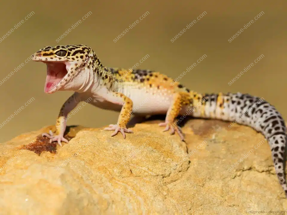 Ein Leopardgecko steht auf einem Felsen und zeigt sein farbenfrohes Fleckenmuster.