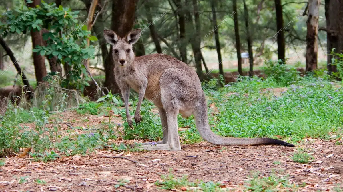 Ein Östliches Graues Riesenkänguru steht aufmerksam in einem Waldgebiet und blickt nach vorn.