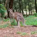 Ein Östliches Graues Riesenkänguru steht aufmerksam in einem Waldgebiet und blickt nach vorn.