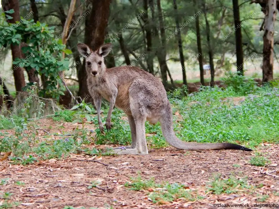 Ein Östliches Graues Riesenkänguru steht aufmerksam in einem Waldgebiet und blickt nach vorn.