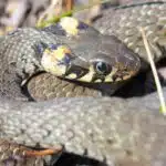 Eine Ringelnatter liegt eingerollt am Boden und zeigt ihr gelbes Nackenband.