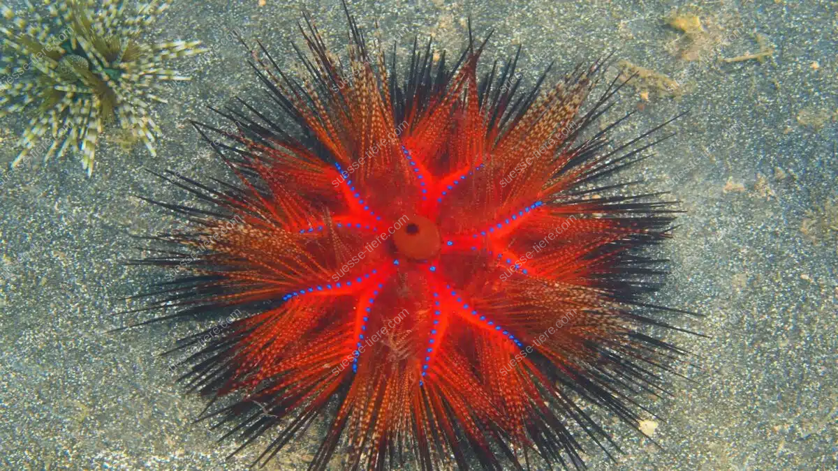 Ein Roter Diademseeigel mit blauen Punkten liegt auf dem sandigen Meeresboden.
