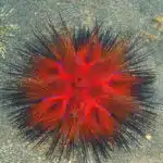 Ein Roter Diademseeigel mit blauen Punkten liegt auf dem sandigen Meeresboden.