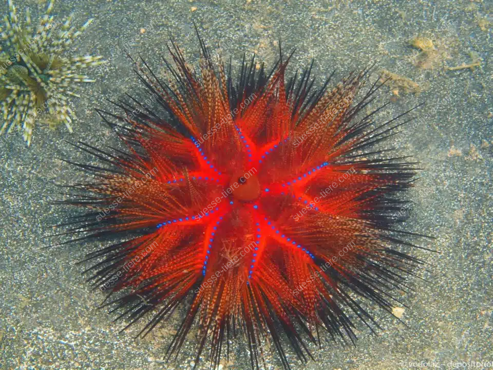 Ein Roter Diademseeigel mit blauen Punkten liegt auf dem sandigen Meeresboden.