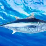 Ein Roter Thun schwimmt kraftvoll durch das tiefe blaue Meer und zeigt seine stromlinienförmige Gestalt.