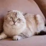 Eine Schottische Faltohrkatze liegt entspannt auf einem Sofa und blickt ruhig in die Kamera.