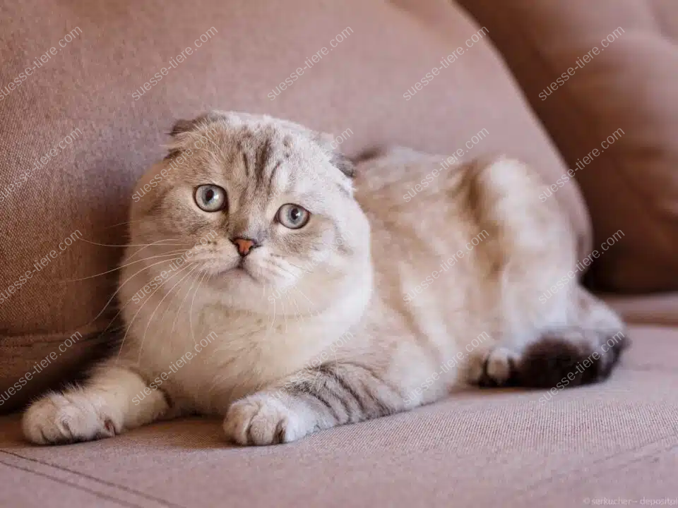 Eine Schottische Faltohrkatze liegt entspannt auf einem Sofa und blickt ruhig in die Kamera.