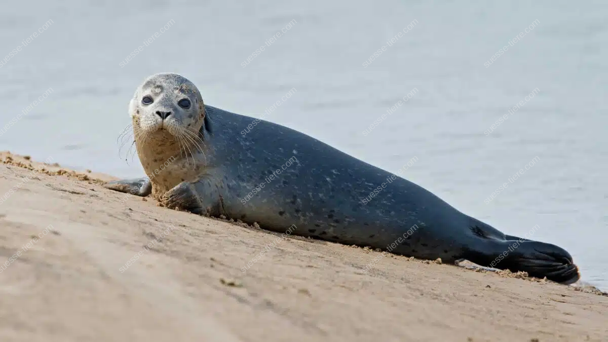 Ein Seehund liegt am Sandufer und zeigt seinen runden Kopf mit großen Augen.