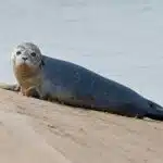 Ein Seehund liegt am Sandufer und zeigt seinen runden Kopf mit großen Augen.
