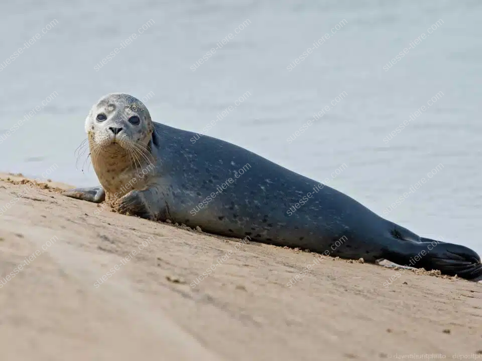 Ein Seehund liegt am Sandufer und zeigt seinen runden Kopf mit großen Augen.