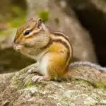 Ein Sibirisches Streifenhörnchen sitzt auf einem Stein und knabbert an einem Futterstück.