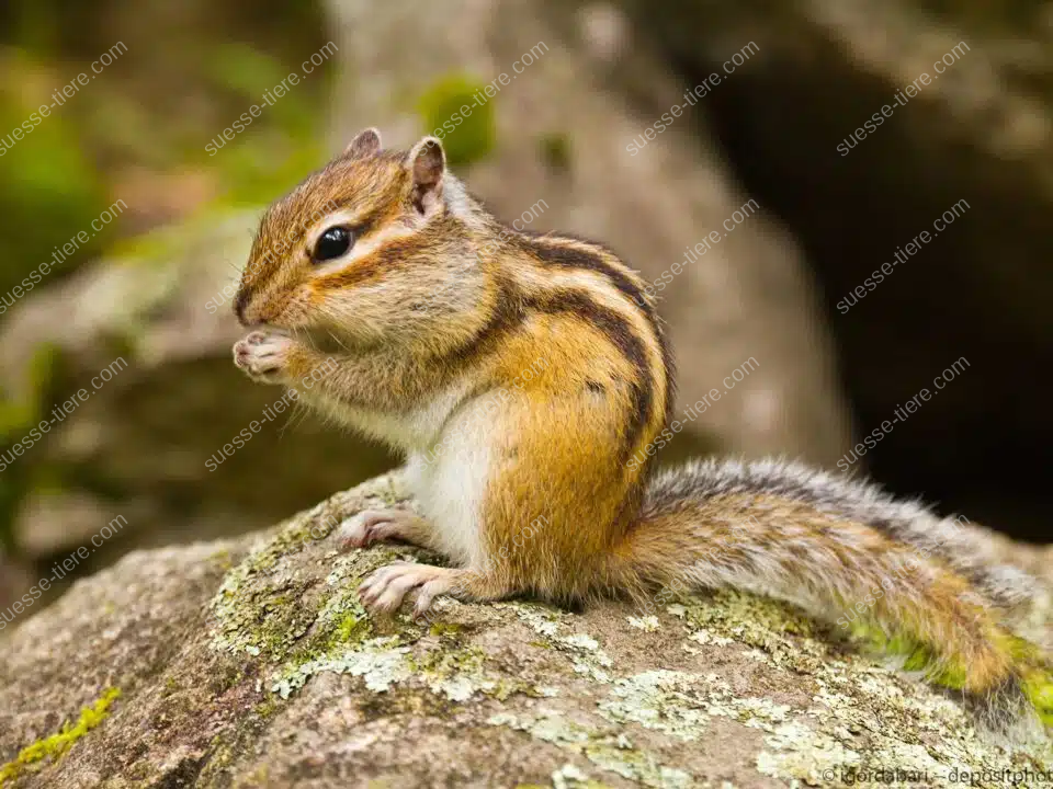Ein Sibirisches Streifenhörnchen sitzt auf einem Stein und knabbert an einem Futterstück.