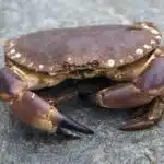 Ein Taschenkrebs sitzt auf einem Fels und zeigt seinen massiven Panzer und die großen Scheren.