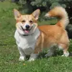 Ein Welsh Corgi Pembroke steht auf einer grünen Wiese, blickt neugierig in die Kamera und zeigt seine typischen aufgerichteten Ohren.