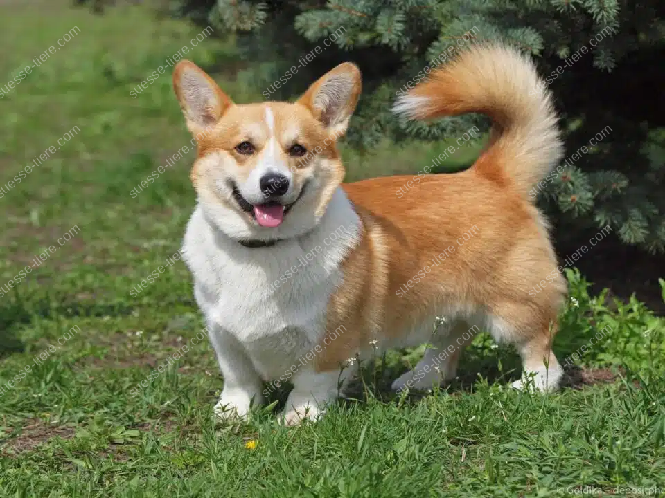 Ein Welsh Corgi Pembroke steht auf einer grünen Wiese, blickt neugierig in die Kamera und zeigt seine typischen aufgerichteten Ohren.