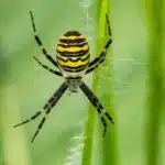 Eine Wespenspinne sitzt in der Mitte ihres schimmernden Netzes zwischen hohen Gräsern.