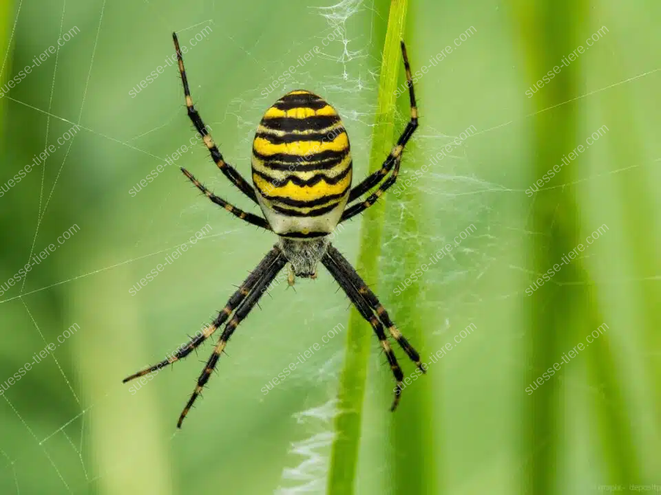 Eine Wespenspinne sitzt in der Mitte ihres schimmernden Netzes zwischen hohen Gräsern.