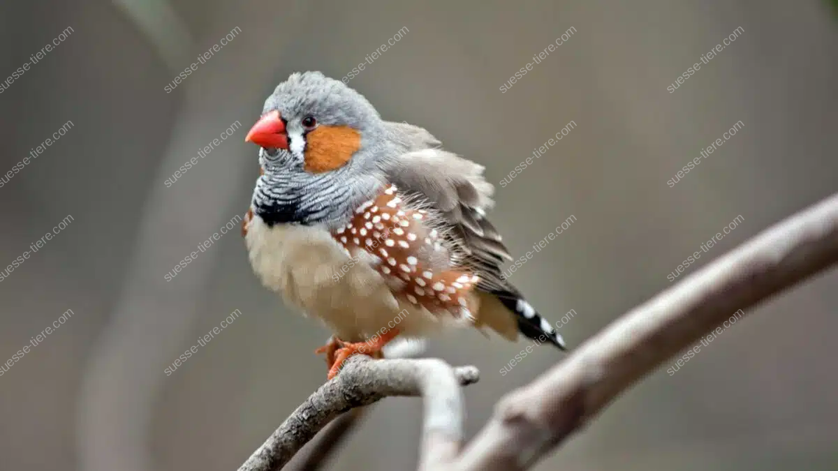 Ein Zebrafink mit typischen Mustern sitzt aufmerksam auf einem dünnen Ast.