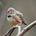 Ein Zebrafink mit typischen Mustern sitzt aufmerksam auf einem dünnen Ast.