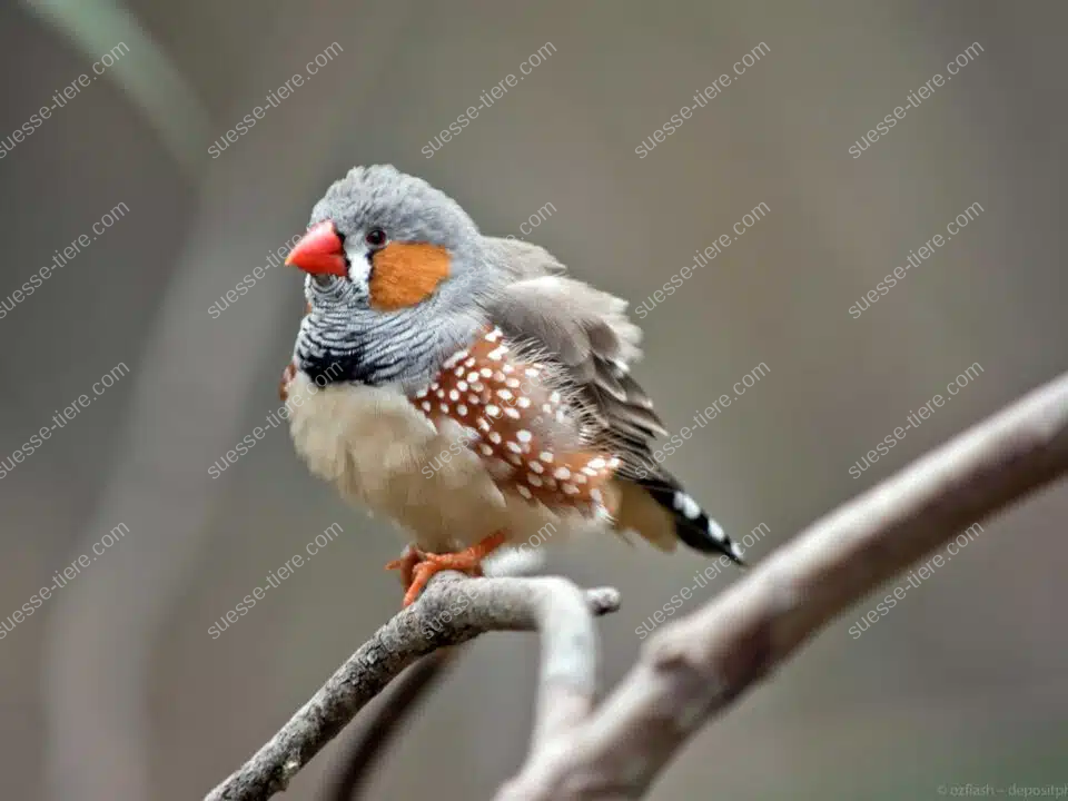 Ein Zebrafink mit typischen Mustern sitzt aufmerksam auf einem dünnen Ast.