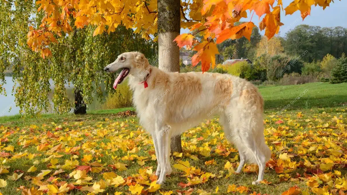 Ein Barsoi steht auf einer herbstlichen Wiese unter einem Baum mit bunten Blättern.