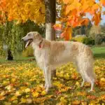 Ein Barsoi steht auf einer herbstlichen Wiese unter einem Baum mit bunten Blättern.