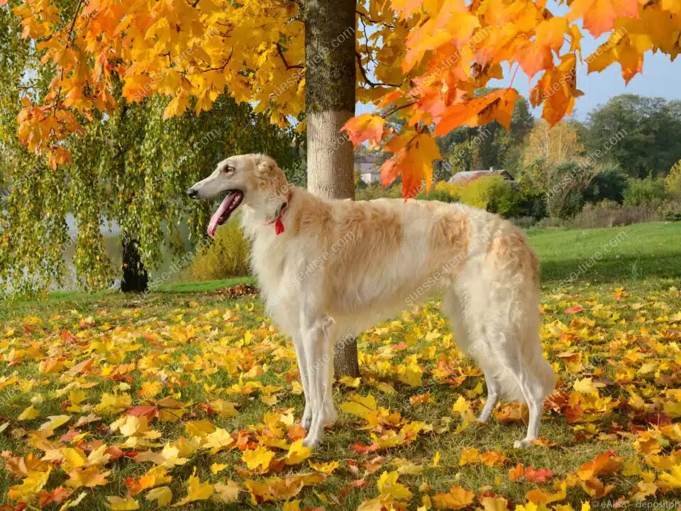 Ein Barsoi steht auf einer herbstlichen Wiese unter einem Baum mit bunten Blättern.