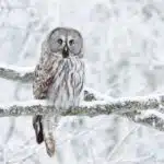 Ein Bartkauz sitzt auf einem schneebedeckten Ast und blickt aufmerksam in die Umgebung.